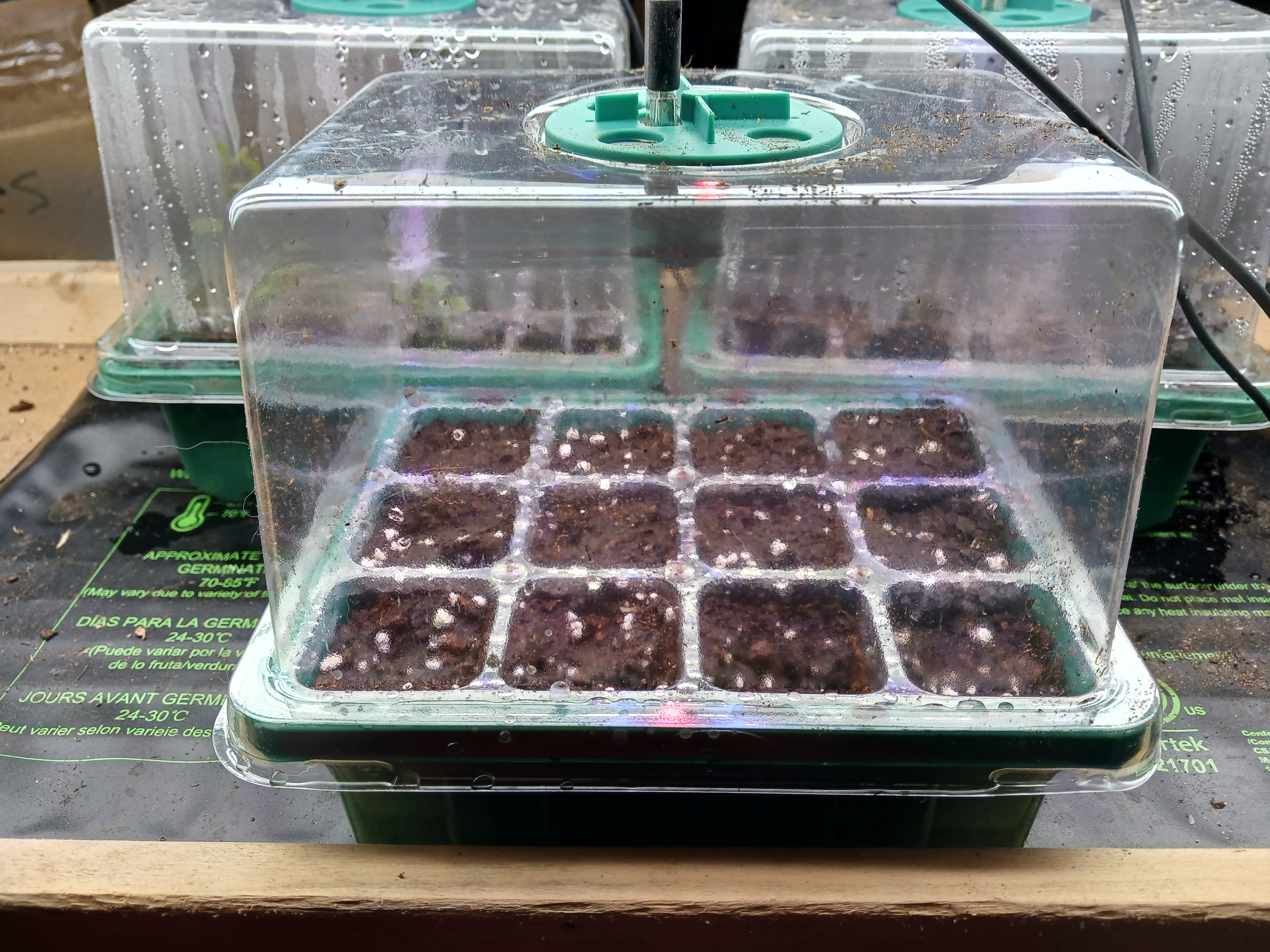 Kellog's Breakfast seeds planted