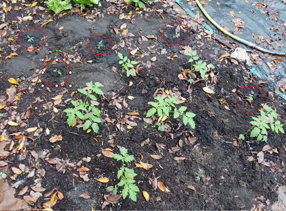 Nov 26,2023 Five New Seedlings