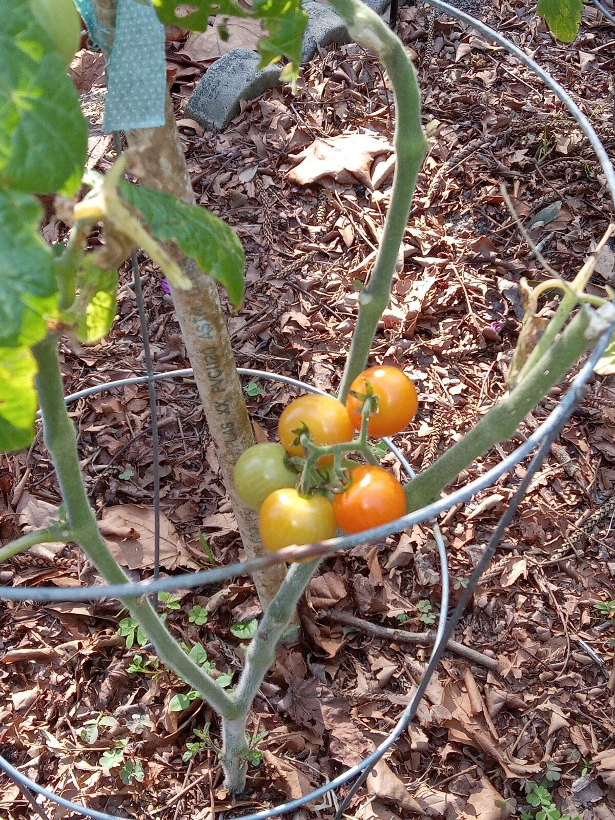 Sandi Cherry Tomatoes